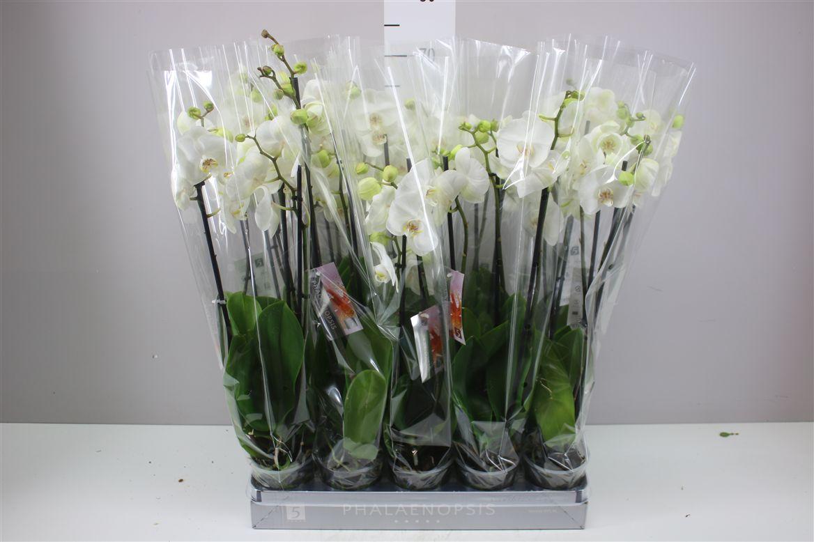 Горшечные цветы и растения оптом Phal Wit 3 Tak от 10шт из Голландии с доставкой по России