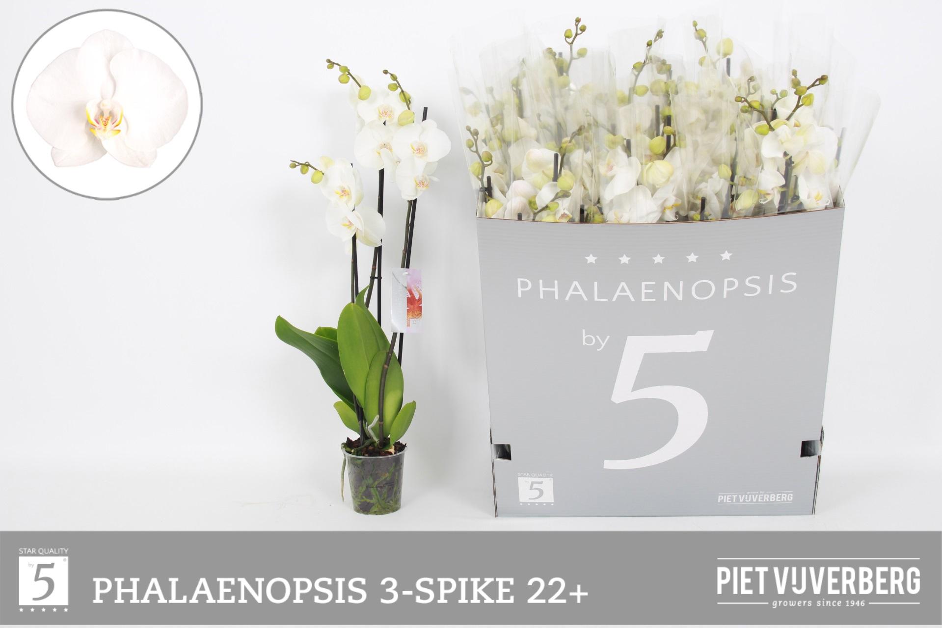 Горшечные цветы и растения оптом Phal Ov Wit от 12шт из Голландии с доставкой по России