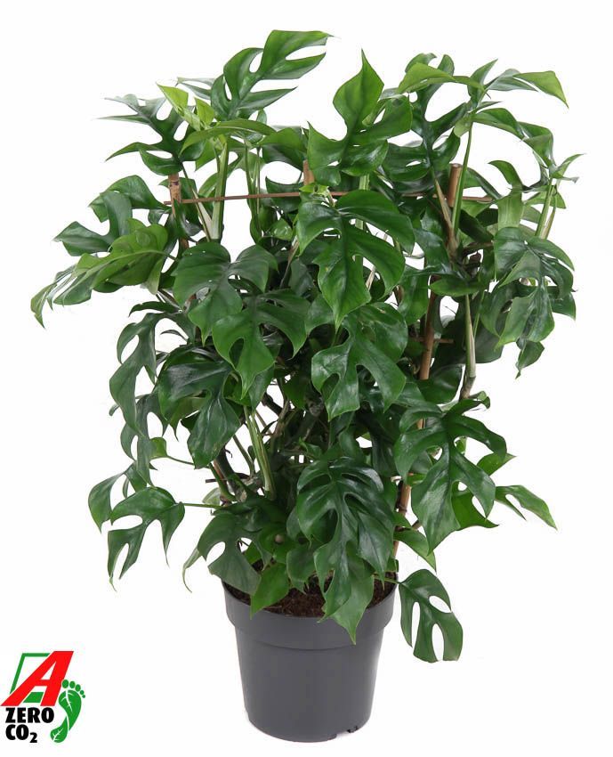 Горшечные цветы и растения оптом Monstera Minima On Reck от 1шт из Голландии с доставкой по России