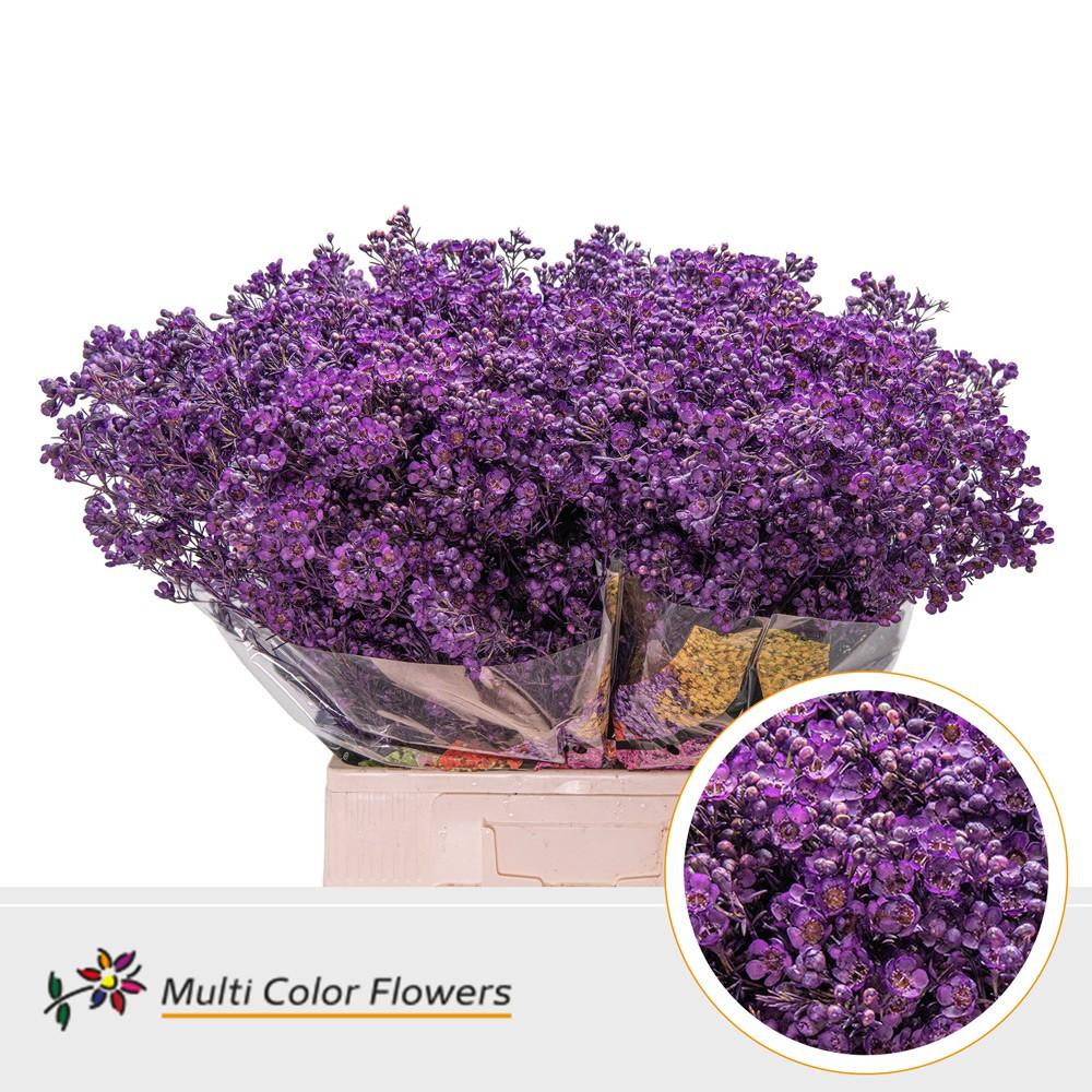 Срезанные цветы оптом Chamelaucium paint lilac dark от 100шт из Голландии с доставкой по России