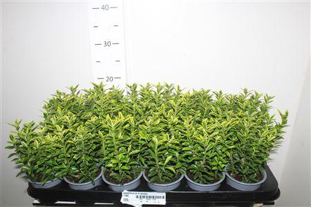 Горшечные цветы и растения оптом Euonymus Ja M Aureov от 18шт (для телеги) из Голландии с доставкой по России