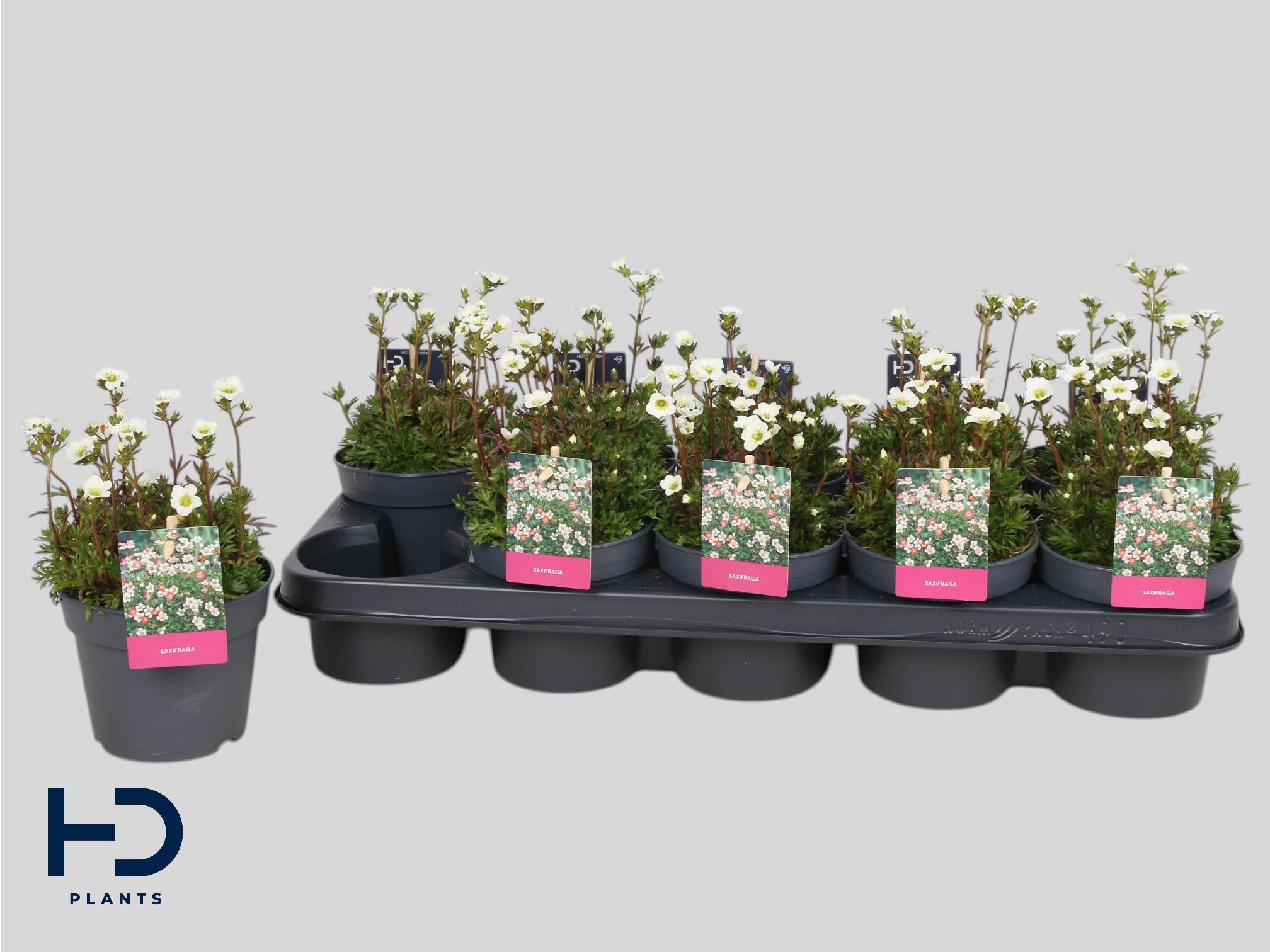 Горшечные цветы и растения оптом Saxif Ar Marto White от 10шт из Голландии с доставкой по России