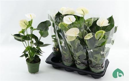 Горшечные цветы и растения оптом Anthu An Alpine 4 Blloemen+ от 8шт из Голландии с доставкой по России