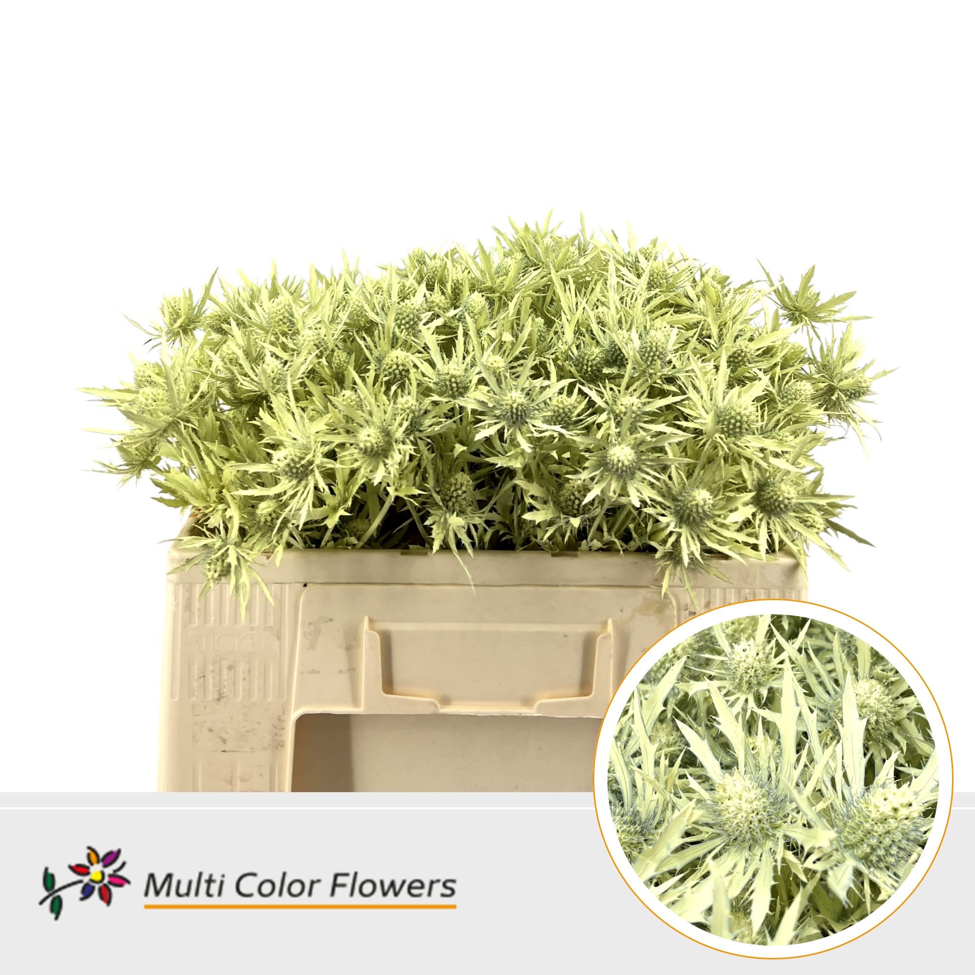 Срезанные цветы оптом Eryngium paint creme от 60шт из Голландии с доставкой по России