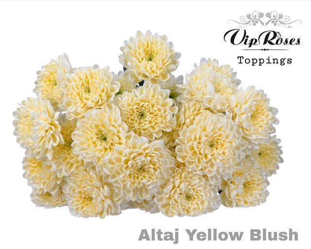 Срезанные цветы оптом Chrys sp paint altaj yellow blush от 20шт из Голландии с доставкой по России