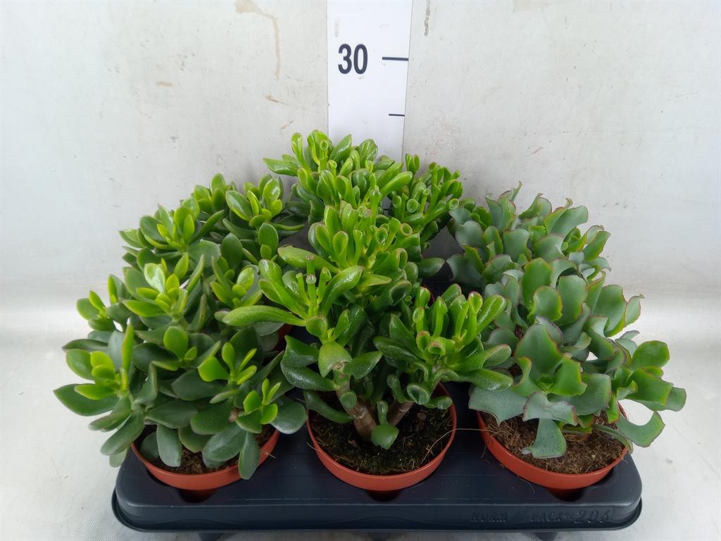 Горшечные цветы и растения оптом Crassula   ...mix от 6шт из Голландии с доставкой по России