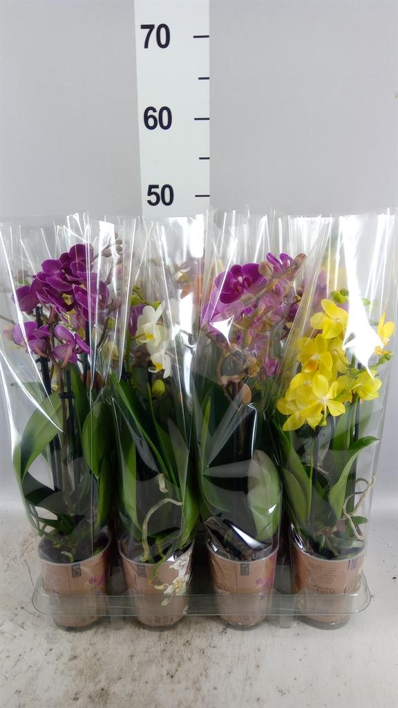 Горшечные цветы и растения оптом Phalaenopsis Multi. ...mix 5 от 12шт (для телеги) из Голландии с доставкой по России