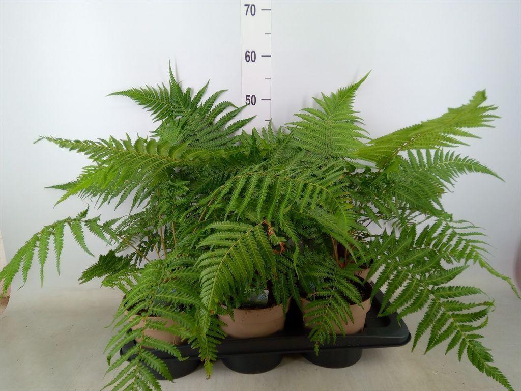 Горшечные цветы и растения оптом Dicksonia Antarctica от 6шт из Голландии с доставкой по России