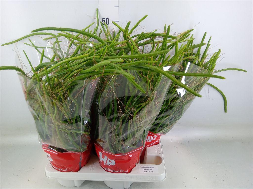 Горшечные цветы и растения оптом Rhipsalis   ... от 4шт из Голландии с доставкой по России