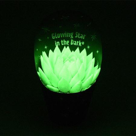 Горшечные цветы и растения оптом Echeveria Glow In The Dark от 6шт из Голландии с доставкой по России