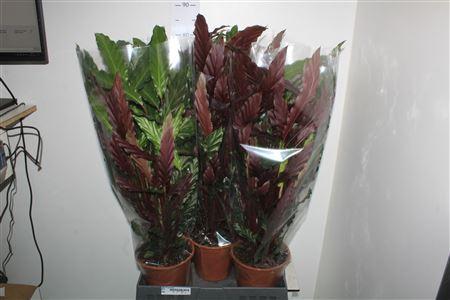 Горшечные цветы и растения оптом Calat Ruf Wavestar от 5шт из Голландии с доставкой по России