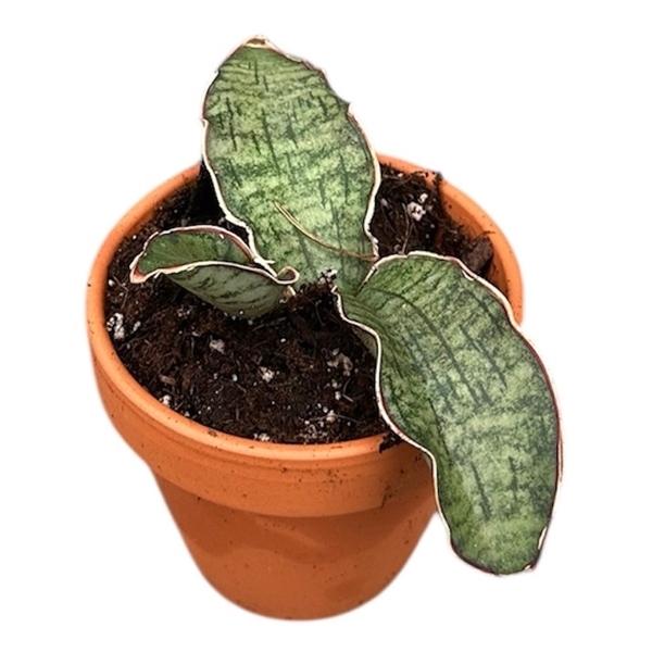 Горшечные цветы и растения оптом Sansevieria Kirkii Silver Blue от 1шт (для телеги) из Голландии с доставкой по России