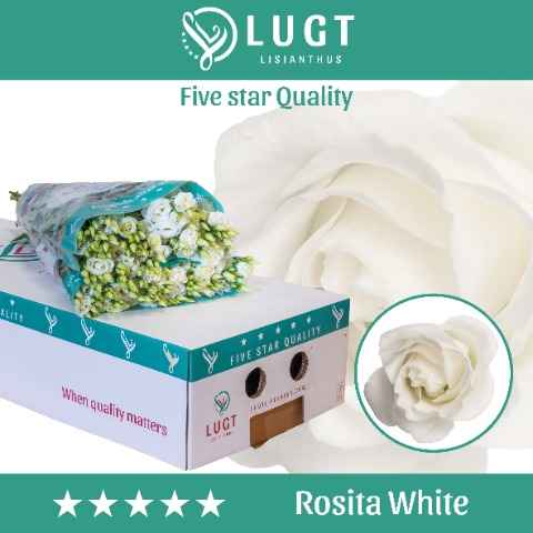 Срезанные цветы оптом Lisianthus do rosita white от 60шт. из Голландии с доставкой по России