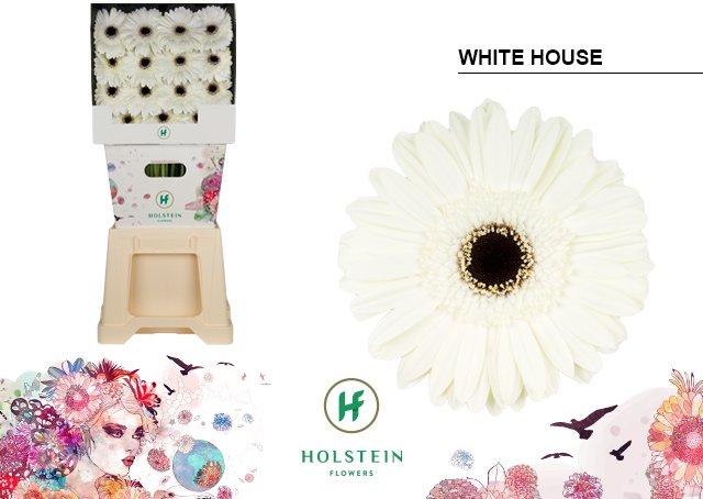 Срезанные цветы оптом Gerbera diamond white house от 45шт. из Голландии с доставкой по России