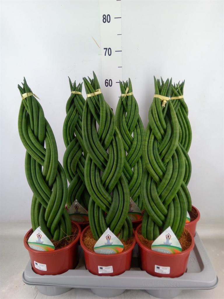 Горшечные цветы и растения оптом Sansevieria Cyl.  ... от 6шт из Голландии с доставкой по России