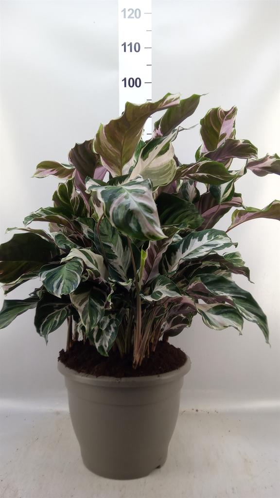Горшечные цветы и растения оптом Calathea Sanderiana от 1шт из Голландии с доставкой по России