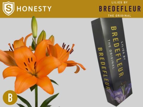 Срезанные цветы оптом Lilium la honesty от 50шт. из Голландии с доставкой по России
