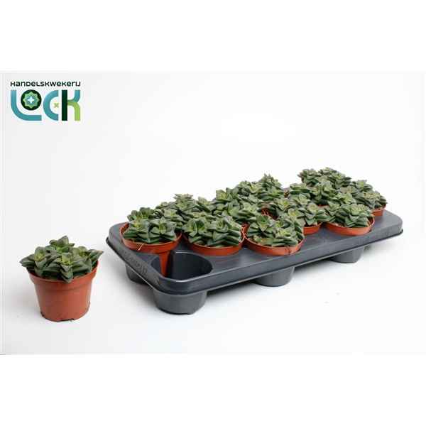 Горшечные цветы и растения оптом Crassula Spring Time от 9шт из Голландии с доставкой по России