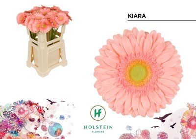 Срезанные цветы оптом Gerbera kiara от 40шт из Голландии с доставкой по России