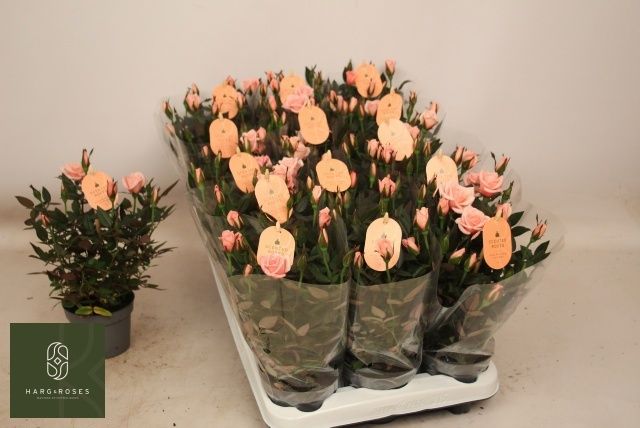 Горшечные цветы и растения оптом Ro Rosaroma Pink от 15шт из Голландии с доставкой по России