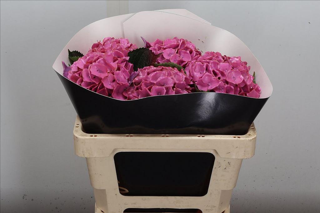 Срезанные цветы оптом Hydrangea wax pink light от 5шт из Голландии с доставкой по России