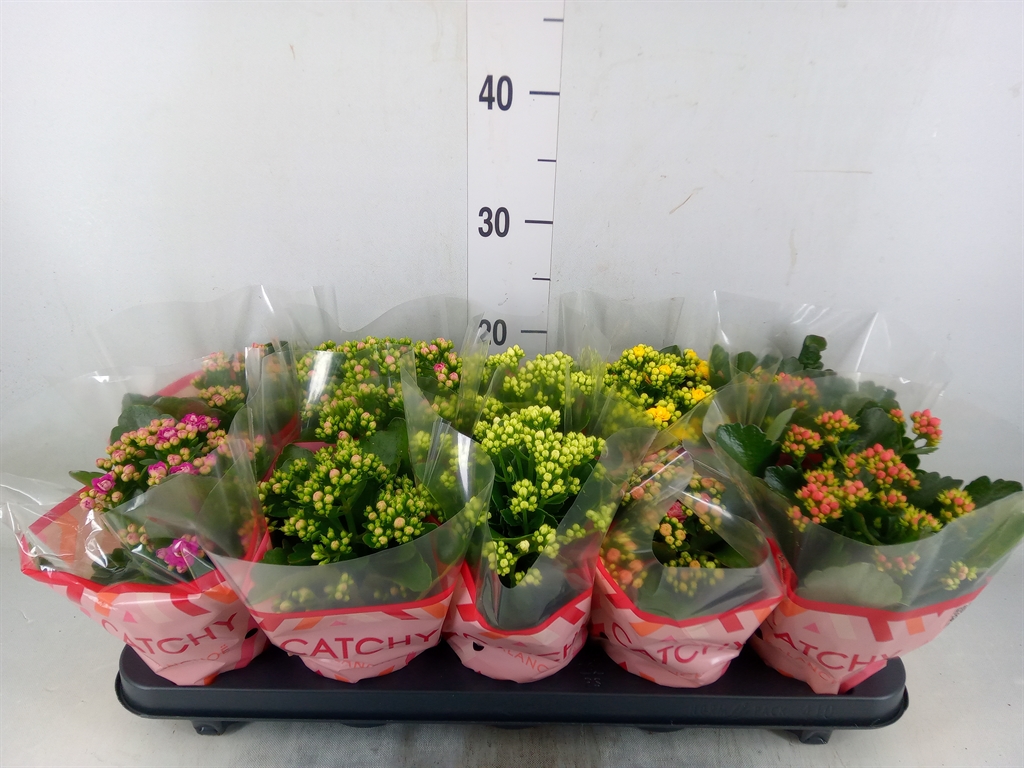 Горшечные цветы и растения оптом Kalanchoe Blos.   ..rosebud Mix  5 от 10шт' из Голландии с доставкой по России