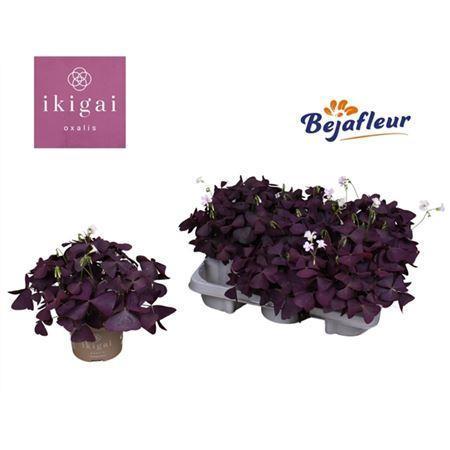 Горшечные цветы и растения оптом Oxalis Mijke от 8шт из Голландии с доставкой по России