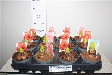 Горшечные цветы и растения оптом Hipp Ov 2 Branches от 12шт (для телеги) из Голландии с доставкой по России