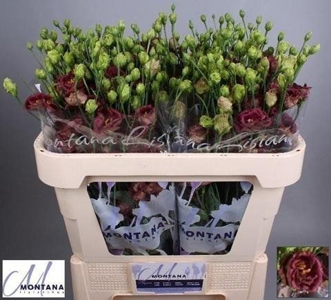 Срезанные цветы оптом Lisianthus do rosanne deep brown от 40шт из Голландии с доставкой по России