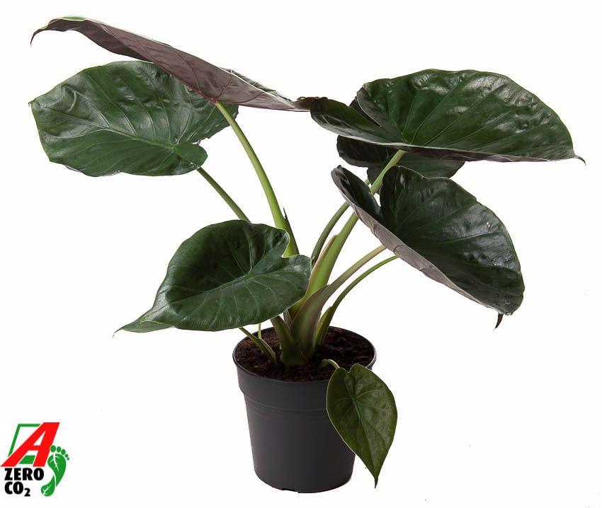 Горшечные цветы и растения оптом Alocasia Wentii от 1шт (для телеги) из Голландии с доставкой по России