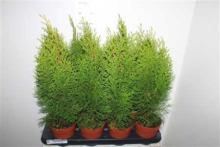 Горшечные цветы и растения оптом Thuja O Smaragd от 8шт из Голландии с доставкой по России