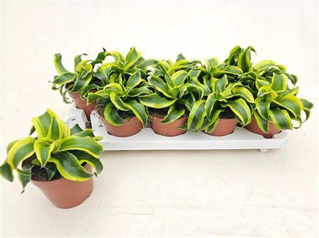 Горшечные цветы и растения оптом Dra Comp Tornado от 10шт из Голландии с доставкой по России