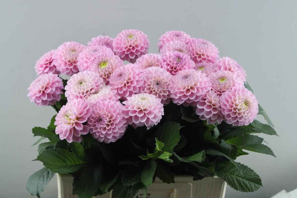 Срезанные цветы оптом Dahlia wizard of oz от 20шт из Голландии с доставкой по России