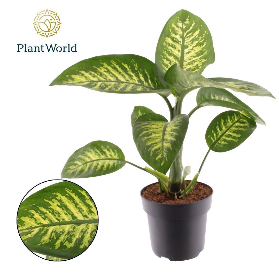 Горшечные цветы и растения оптом Dieffenbachia Tropic Snow от 3шт из Голландии с доставкой по России