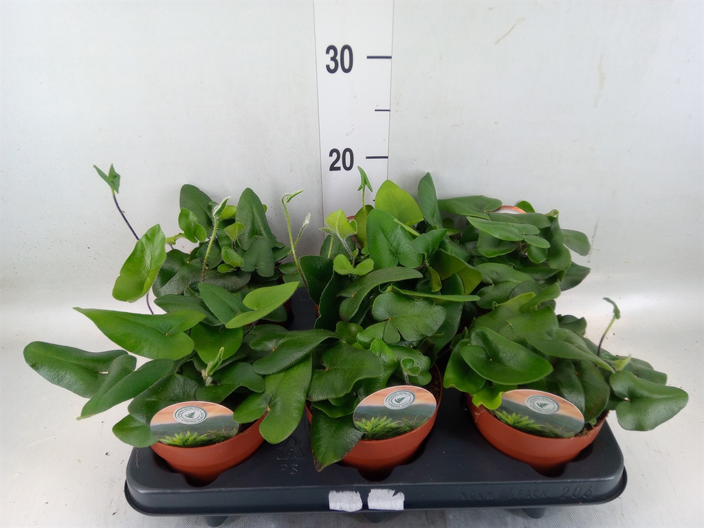 Горшечные цветы и растения оптом Hemionitis Arifolia от 6шт из Голландии с доставкой по России