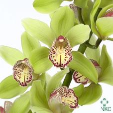 Срезанные цветы оптом Cymbidium green hans от 4шт из Голландии с доставкой по России