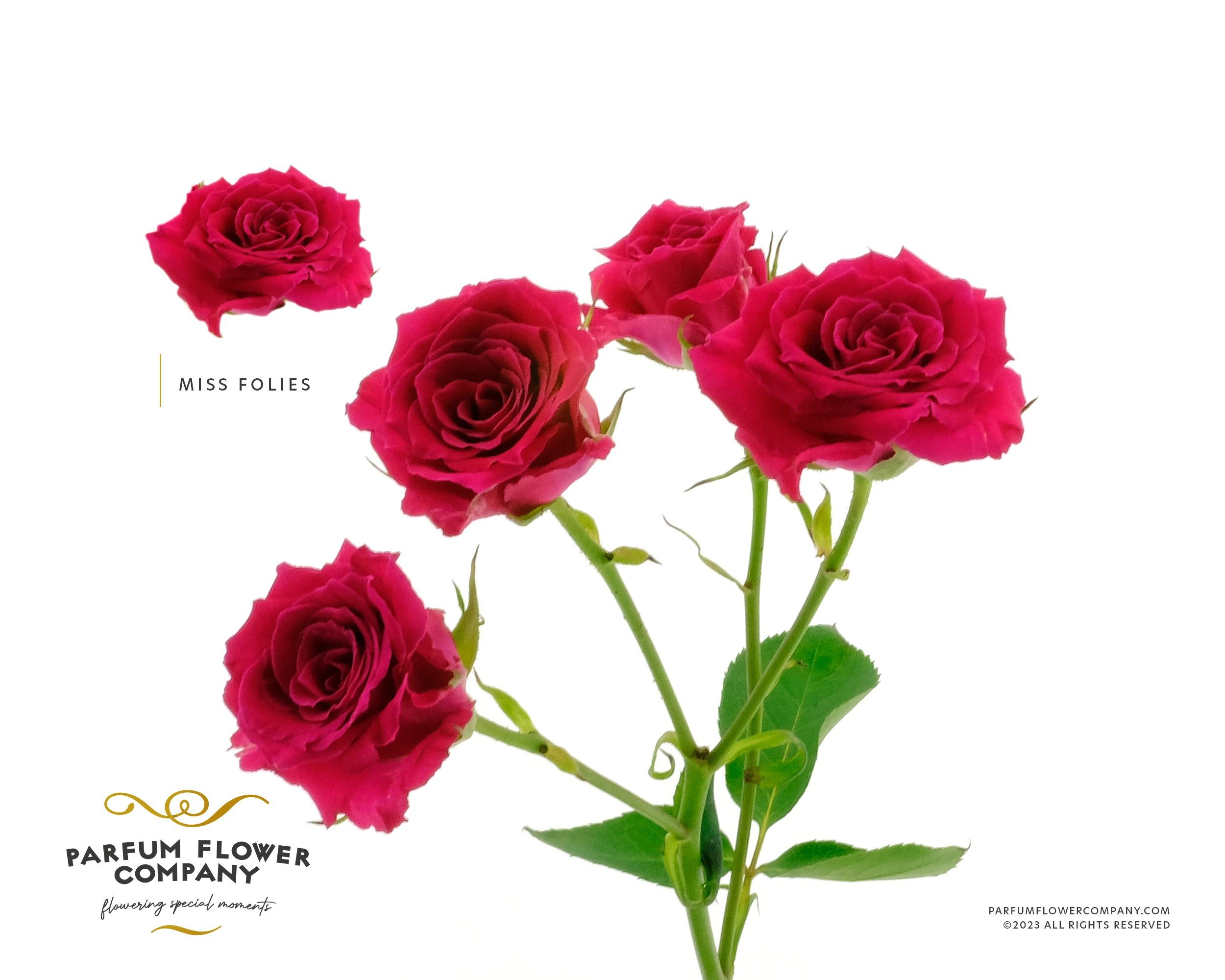 Срезанные цветы оптом Rosa spray miss folies от 12шт из Голландии с доставкой по России