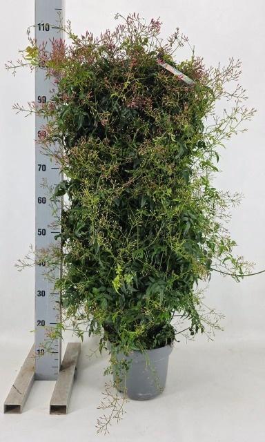 Горшечные цветы и растения оптом Jasm Polyanthum Wit от 1шт из Голландии с доставкой по России