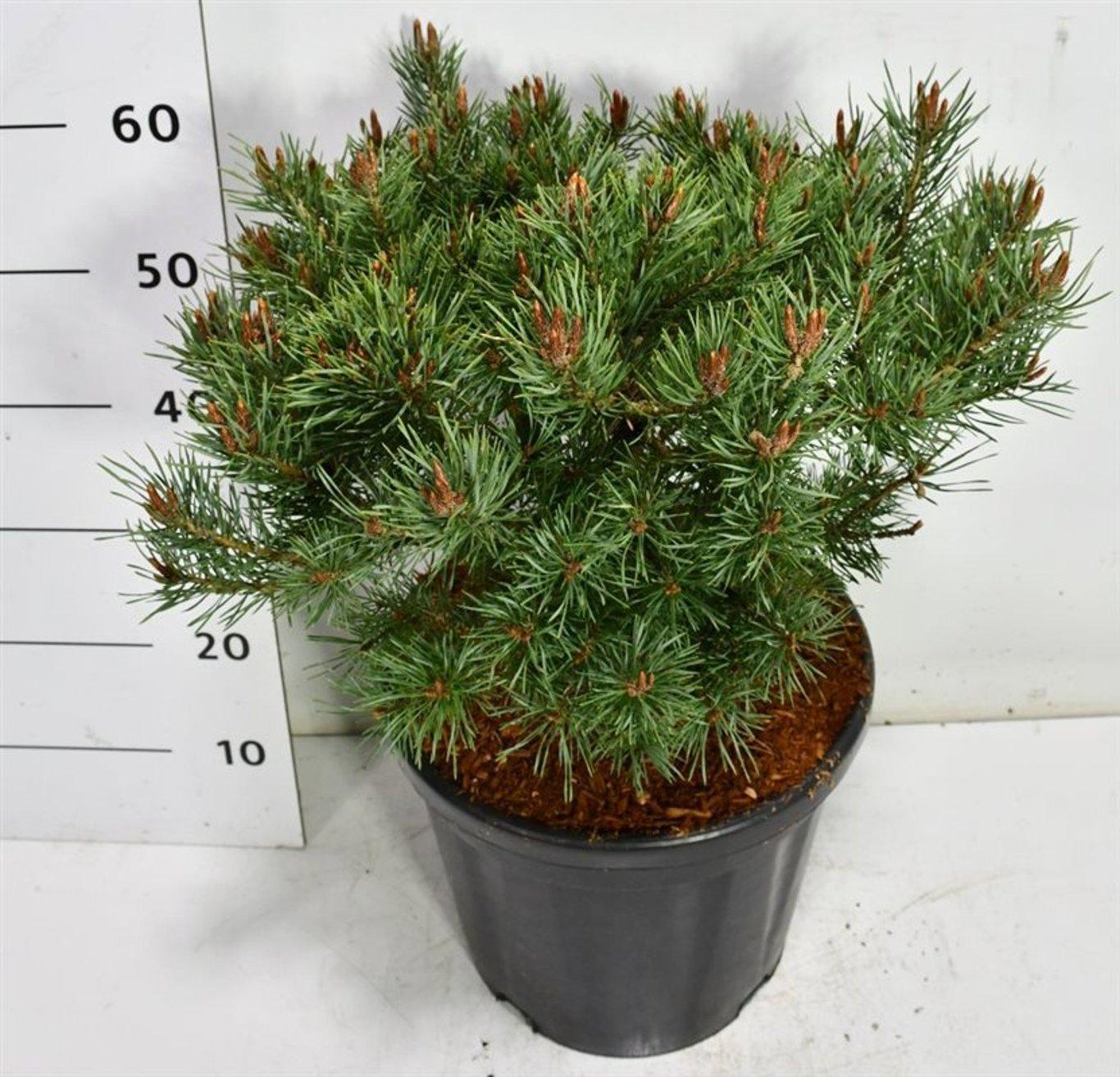 Горшечные цветы и растения оптом Pinus Sylv Martham от 1шт из Голландии с доставкой по России