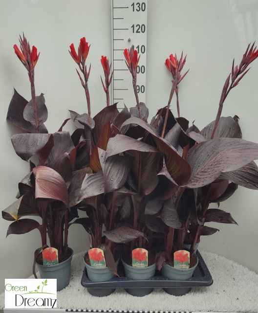 Горшечные цветы и растения оптом Canna Red Velvet от 6шт из Голландии с доставкой по России