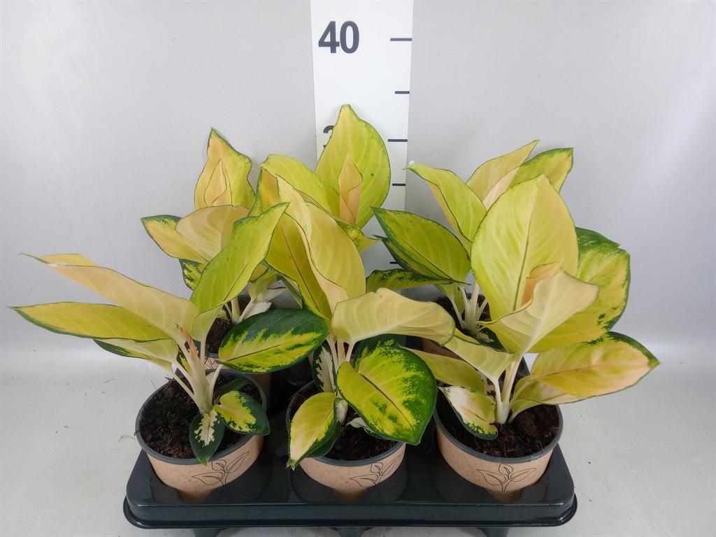 Горшечные цветы и растения оптом Aglaonema ... AA от 6шт из Голландии с доставкой по России