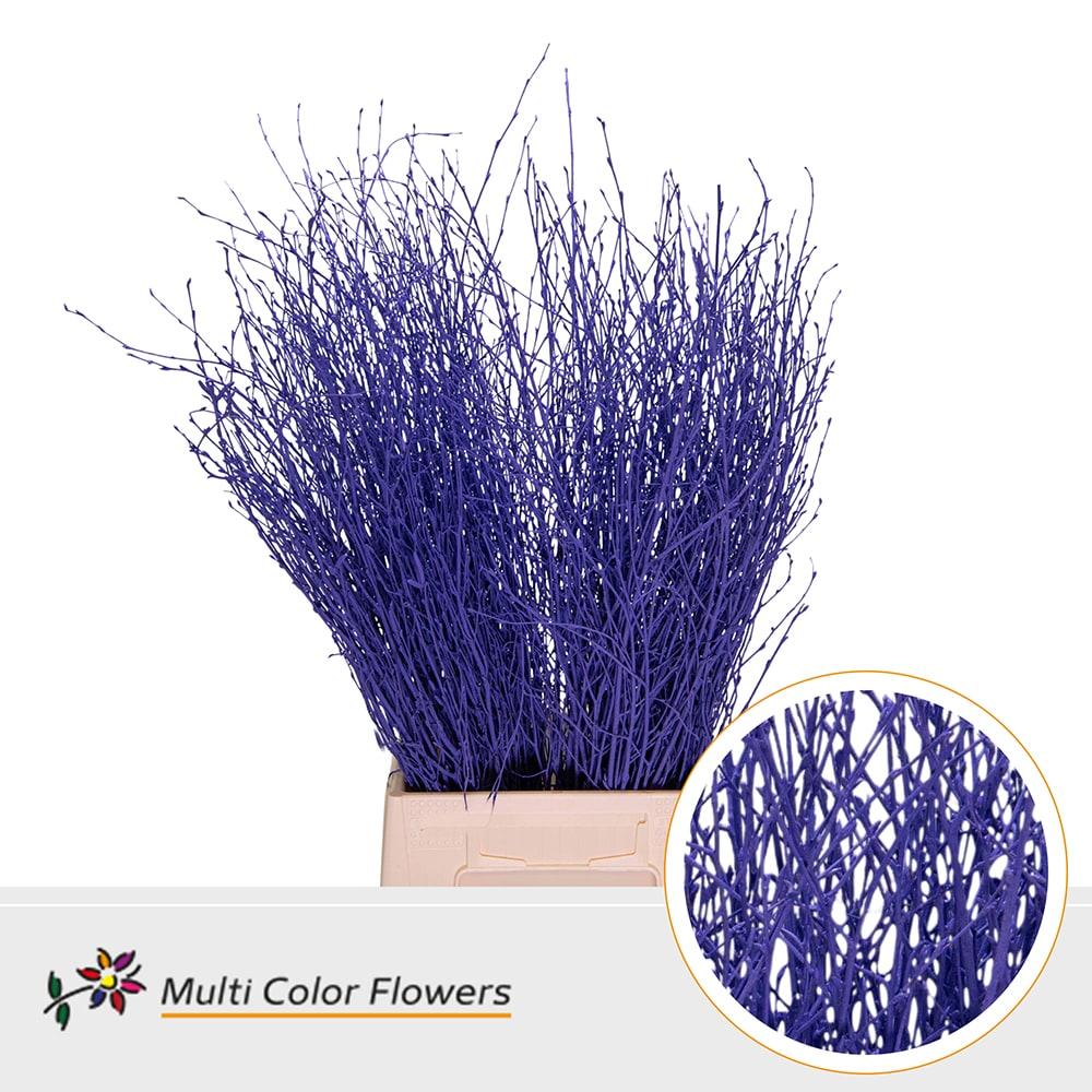 Срезанные цветы оптом Betula paint violet dark от 100шт из Голландии с доставкой по России