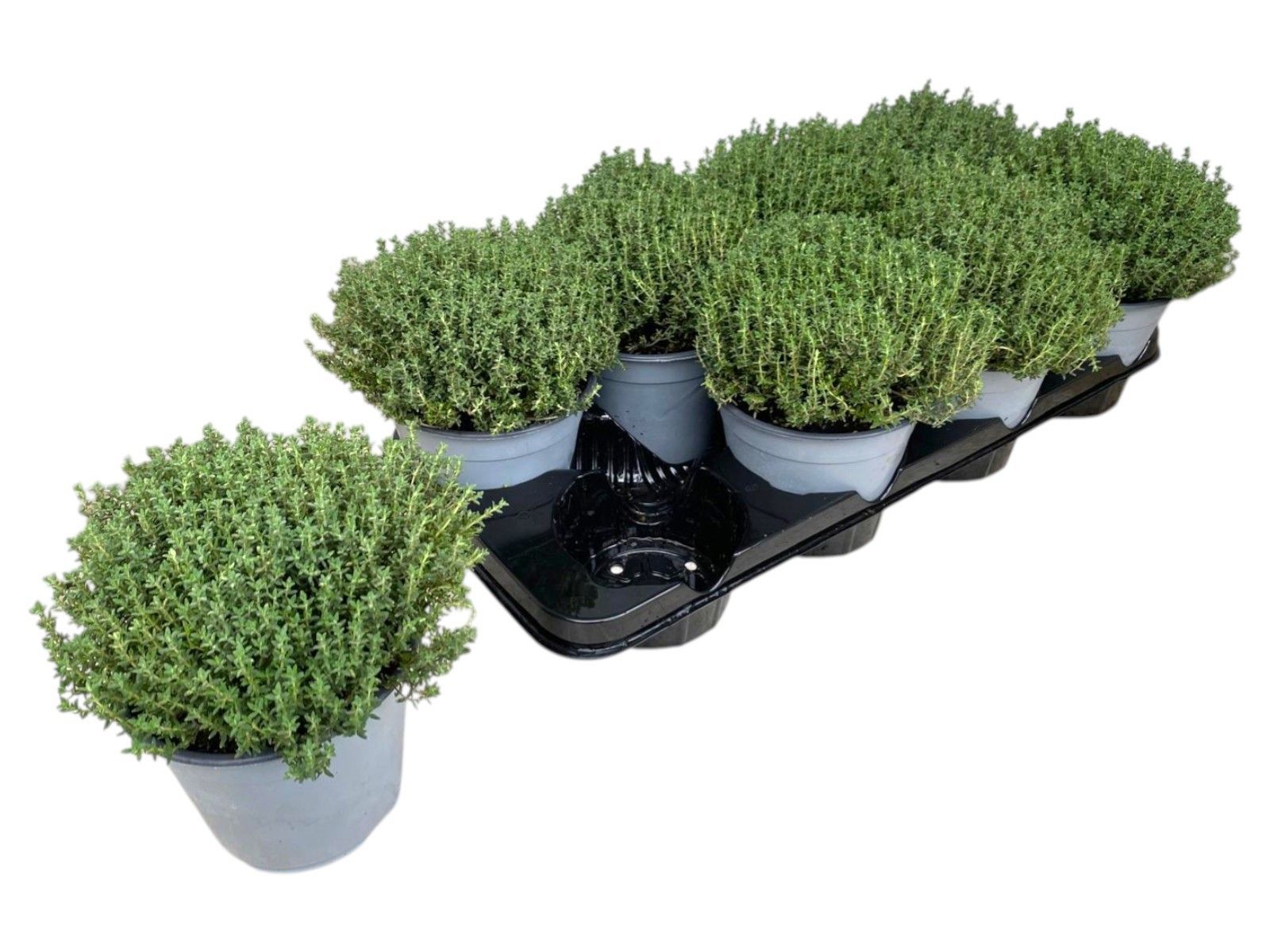 Горшечные цветы и растения оптом Thymus Vulgaris Faustini от 8шт из Голландии с доставкой по России