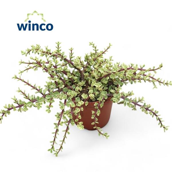 Горшечные цветы и растения оптом Crassula Afra Variegata от 4шт из Голландии с доставкой по России