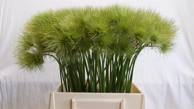 Срезанные цветы оптом Pulsatilla vulgaris alba от 100шт из Голландии с доставкой по России