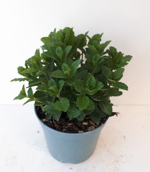 Горшечные цветы и растения оптом Mentha Spicata от 8шт из Голландии с доставкой по России