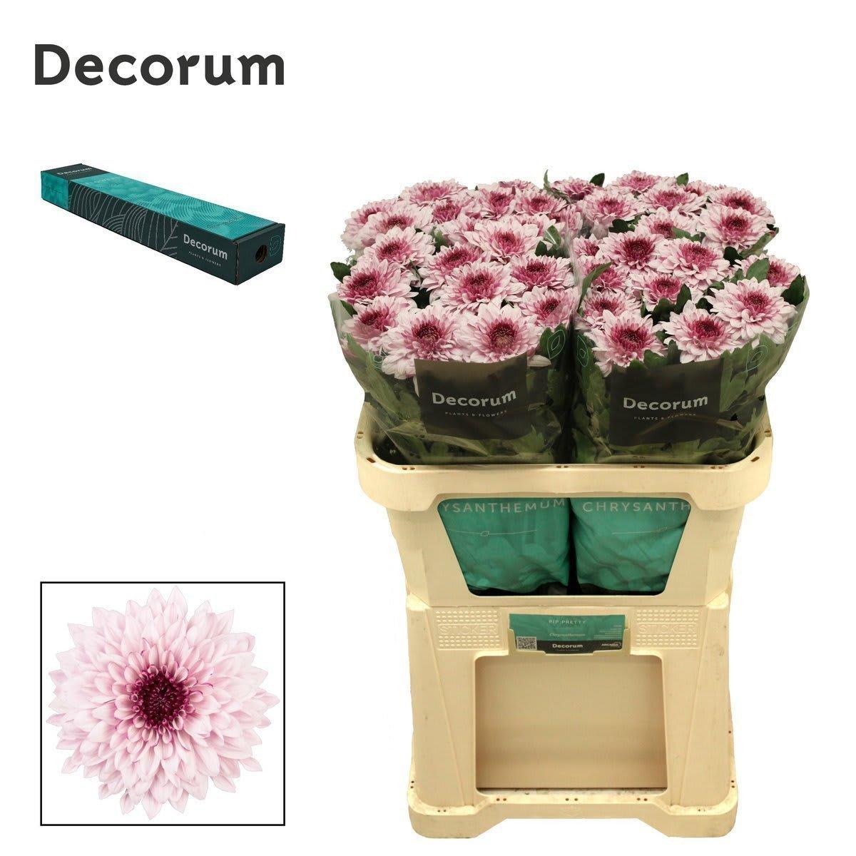 Срезанные цветы оптом Chrys bl pip pretty от 20шт из Голландии с доставкой по России