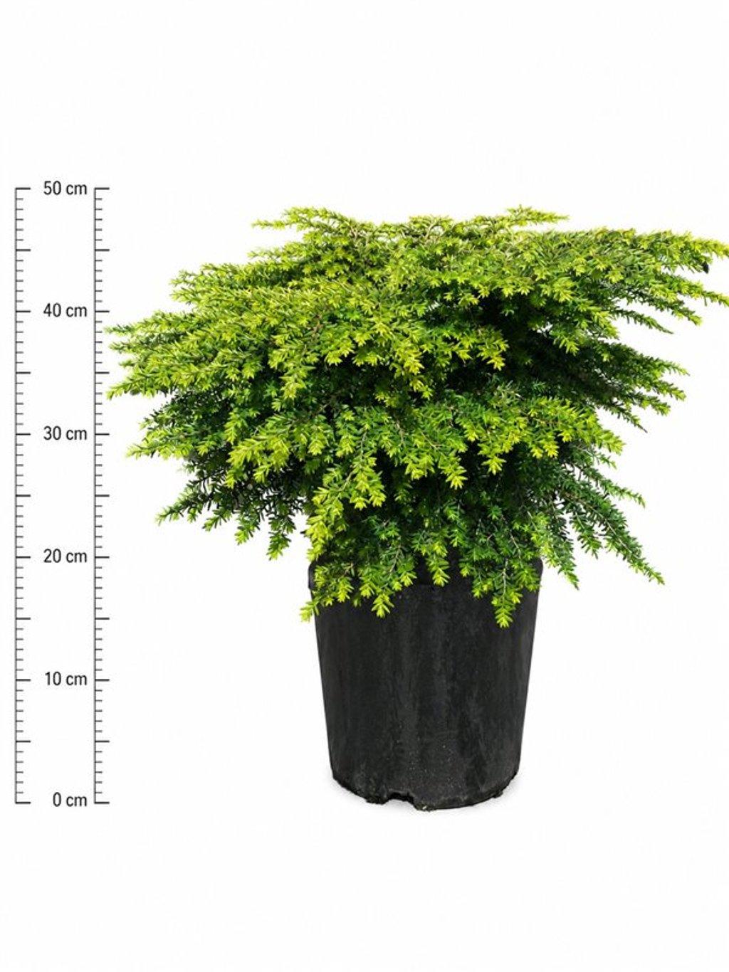Горшечные цветы и растения оптом Tsuga Canadensis green Globe от 1шт из Голландии с доставкой по России