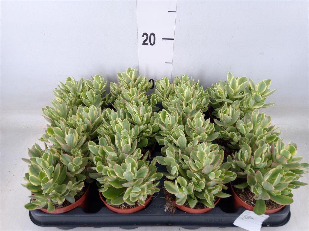 Горшечные цветы и растения оптом Crassula   ... от 12шт (для телеги) из Голландии с доставкой по России
