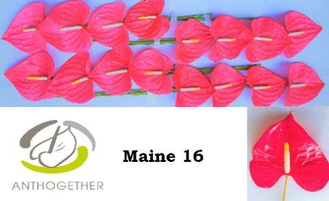 Срезанные цветы оптом Anthurium maine от 40шт. из Голландии с доставкой по России